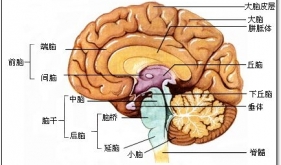 脑解剖图1