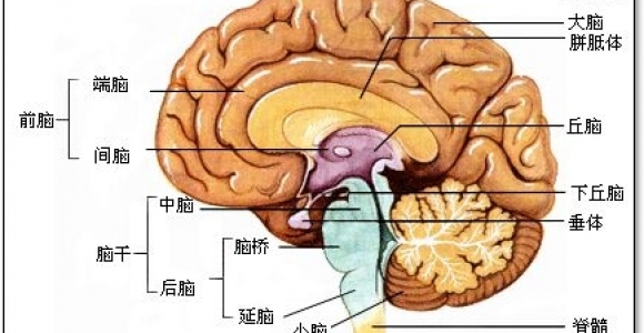 脑桥臂平面解剖图图片