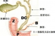 肝内胆管结石的防治