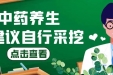 买药材煲汤，竟买到“断肠草”中毒身亡！医生提醒：湖南有分布，不建议自行采挖